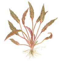 Cryptocoryne nurii1